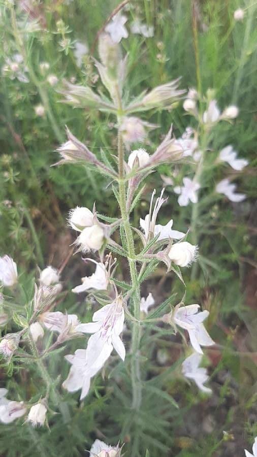 Teucrium pseudochamaepitys 22