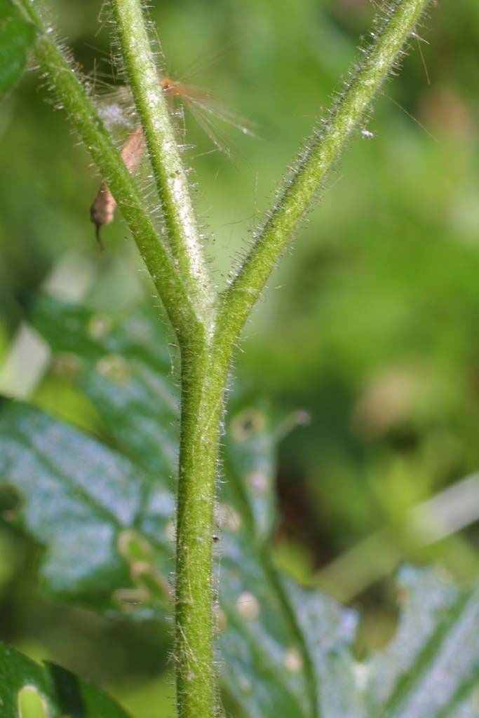 Phacelia bipinnatifida 21