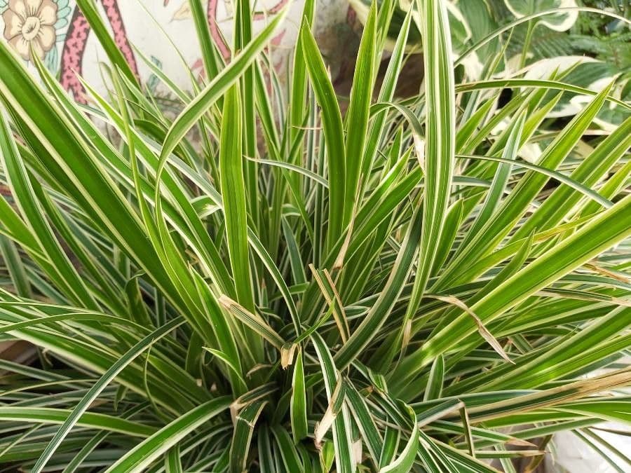 Carex brunnea 3
