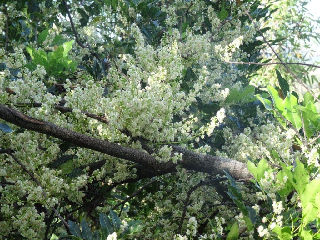 Cupaniopsis 7