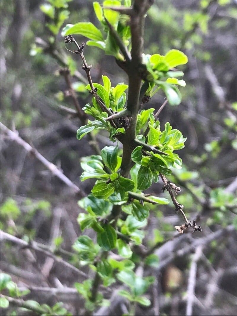 Retanilla trinervia 6