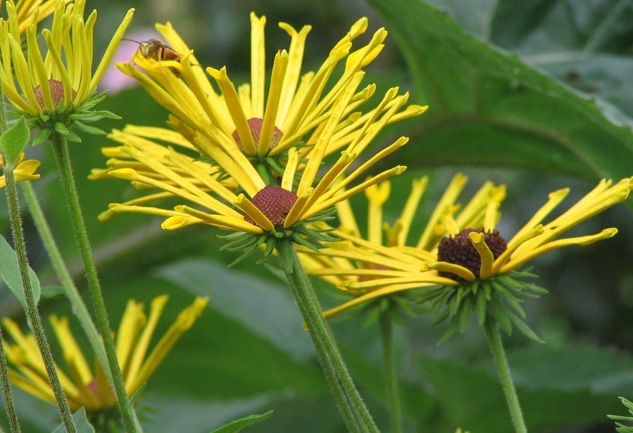Rudbeckia dolce 2