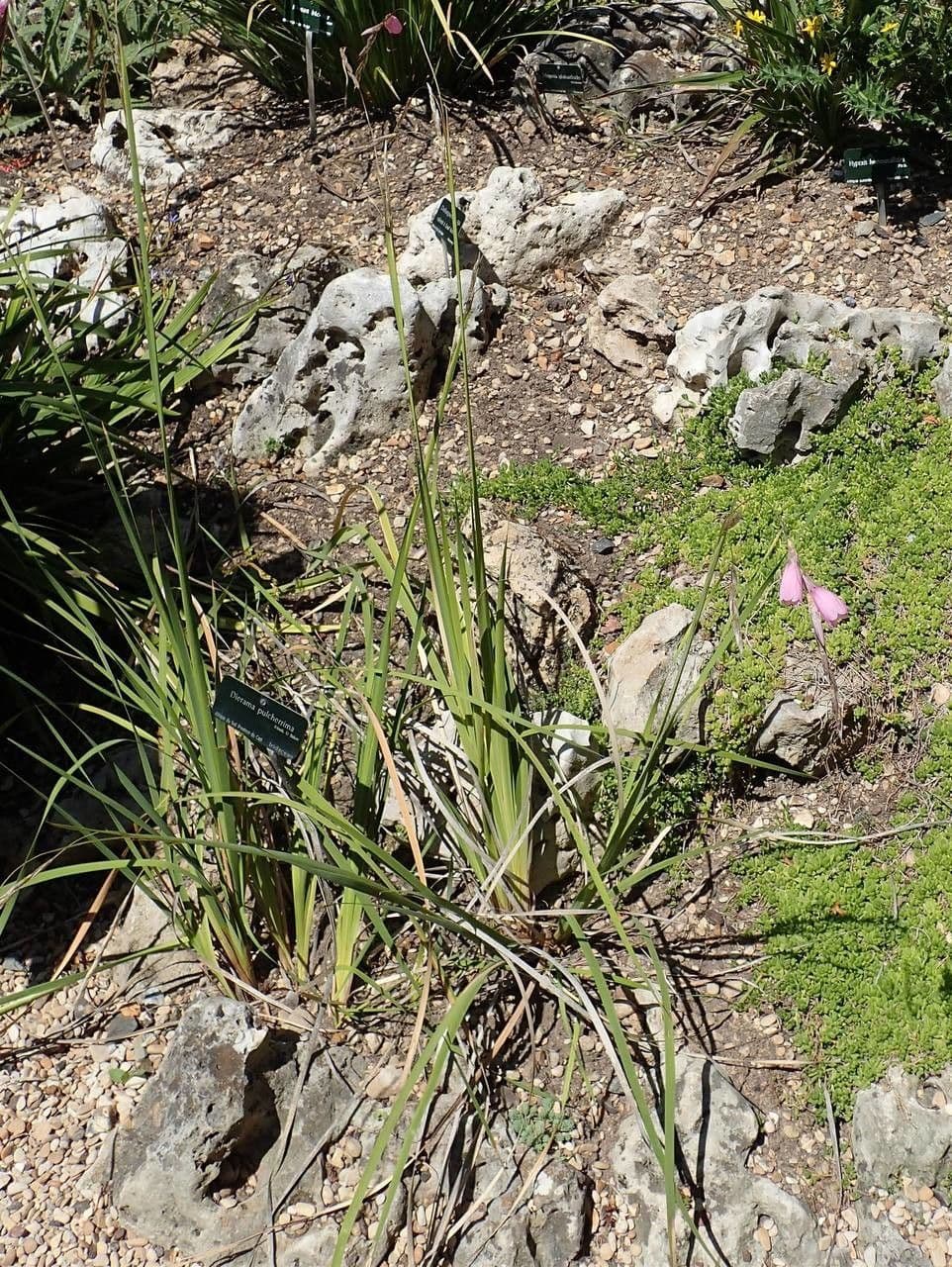 Dierama 8