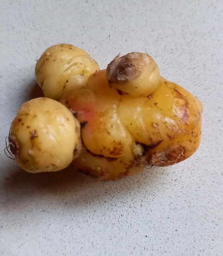 Acetosa tuberosa 11