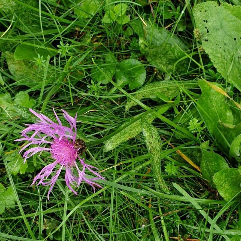 Centaurea nervée 18