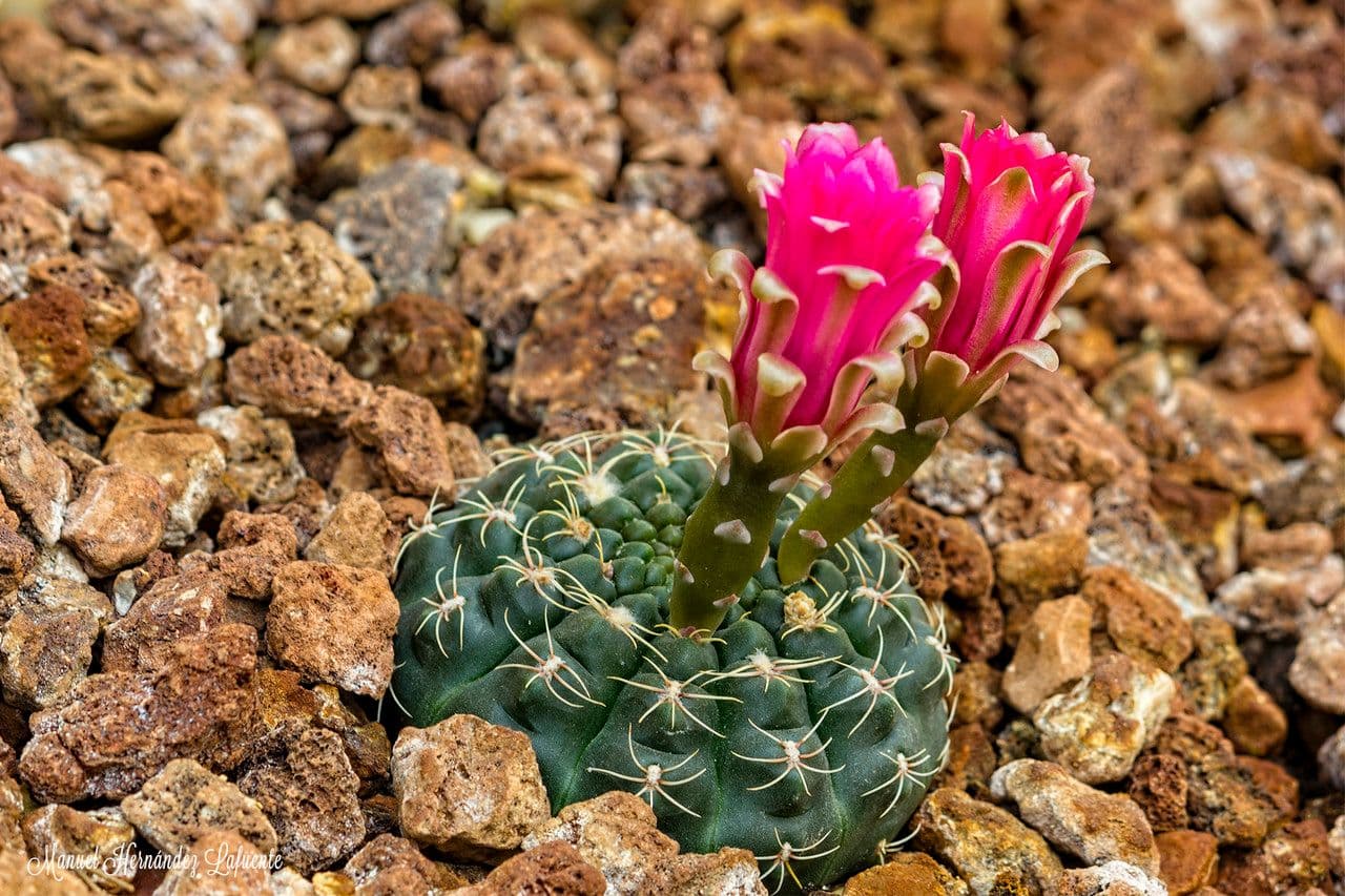 Cactus ragno 8