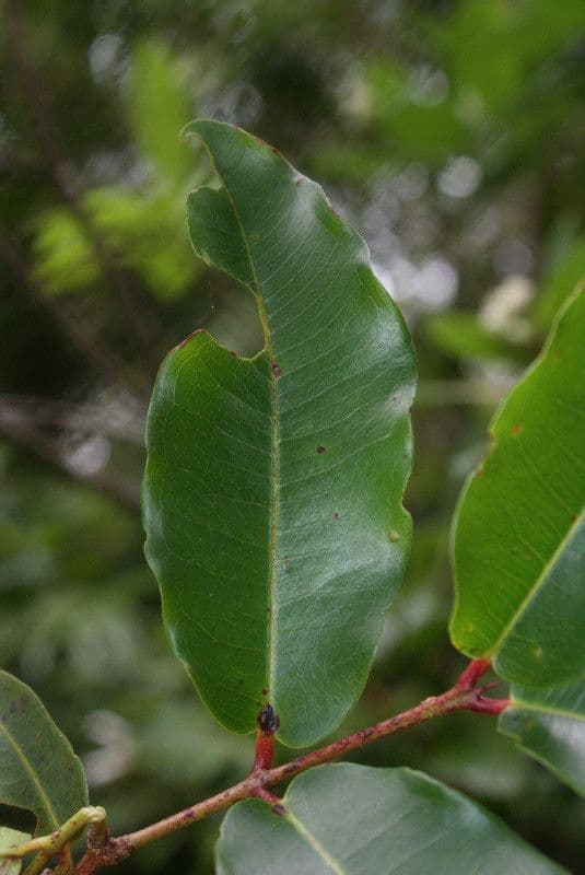 Syzygium 16