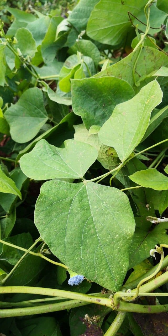 Prunkbohne 18