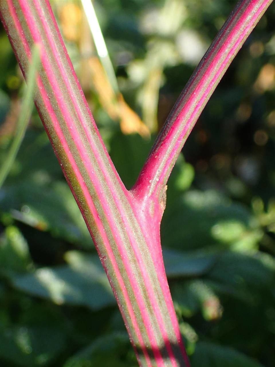 Chenopodio rigido 23