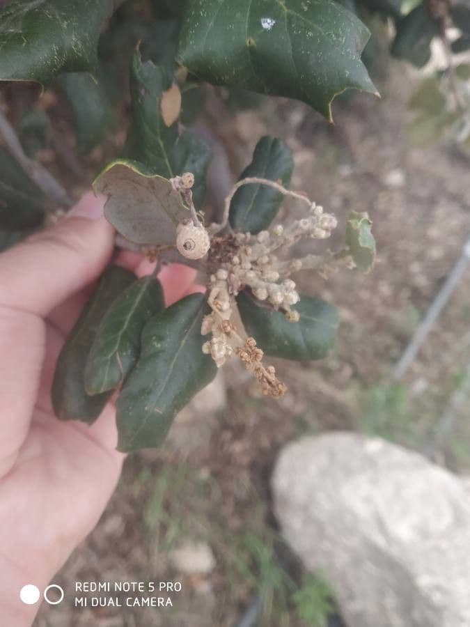 Quercia spinosa