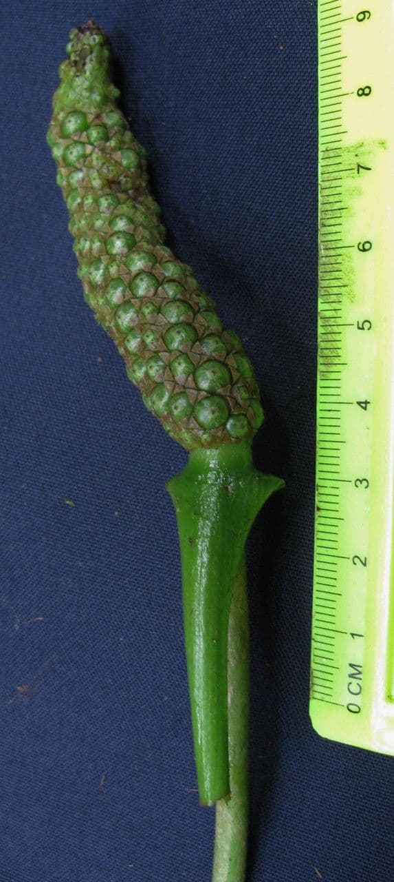 Anturio 2