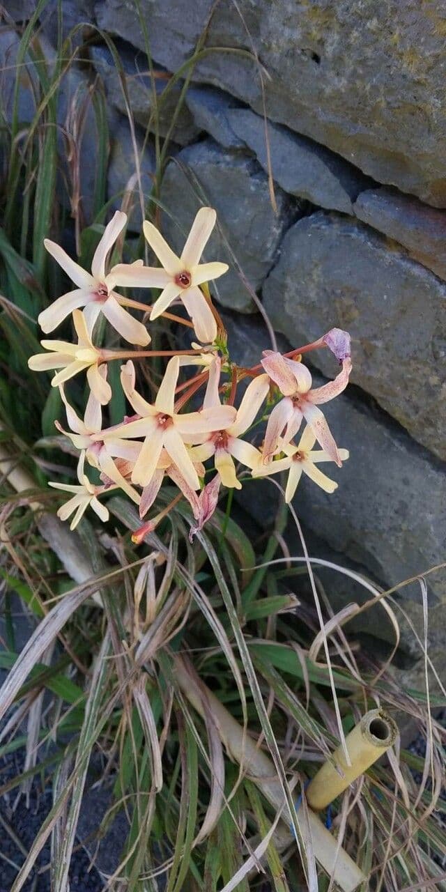 Ixia 3