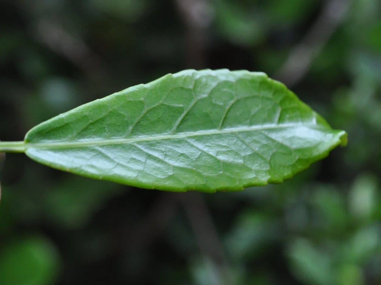Claoxylon 10