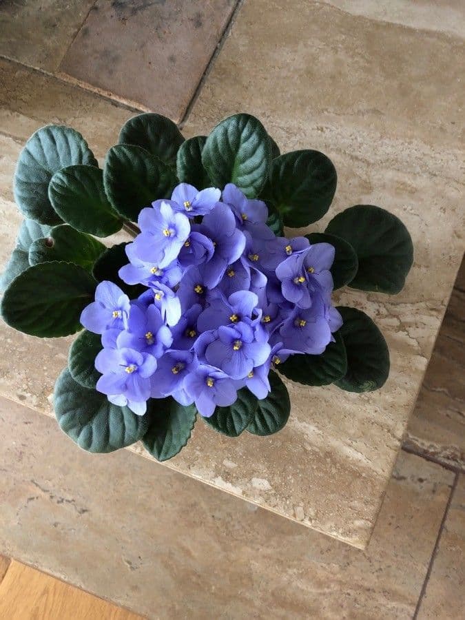 Fialka africká 5