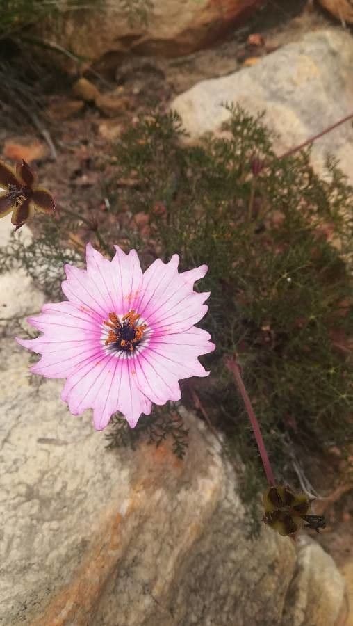 Monsonia splendida 2