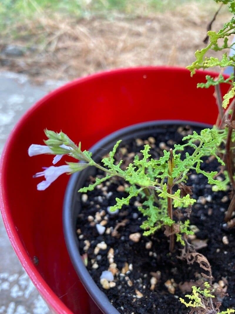 Salvia 4