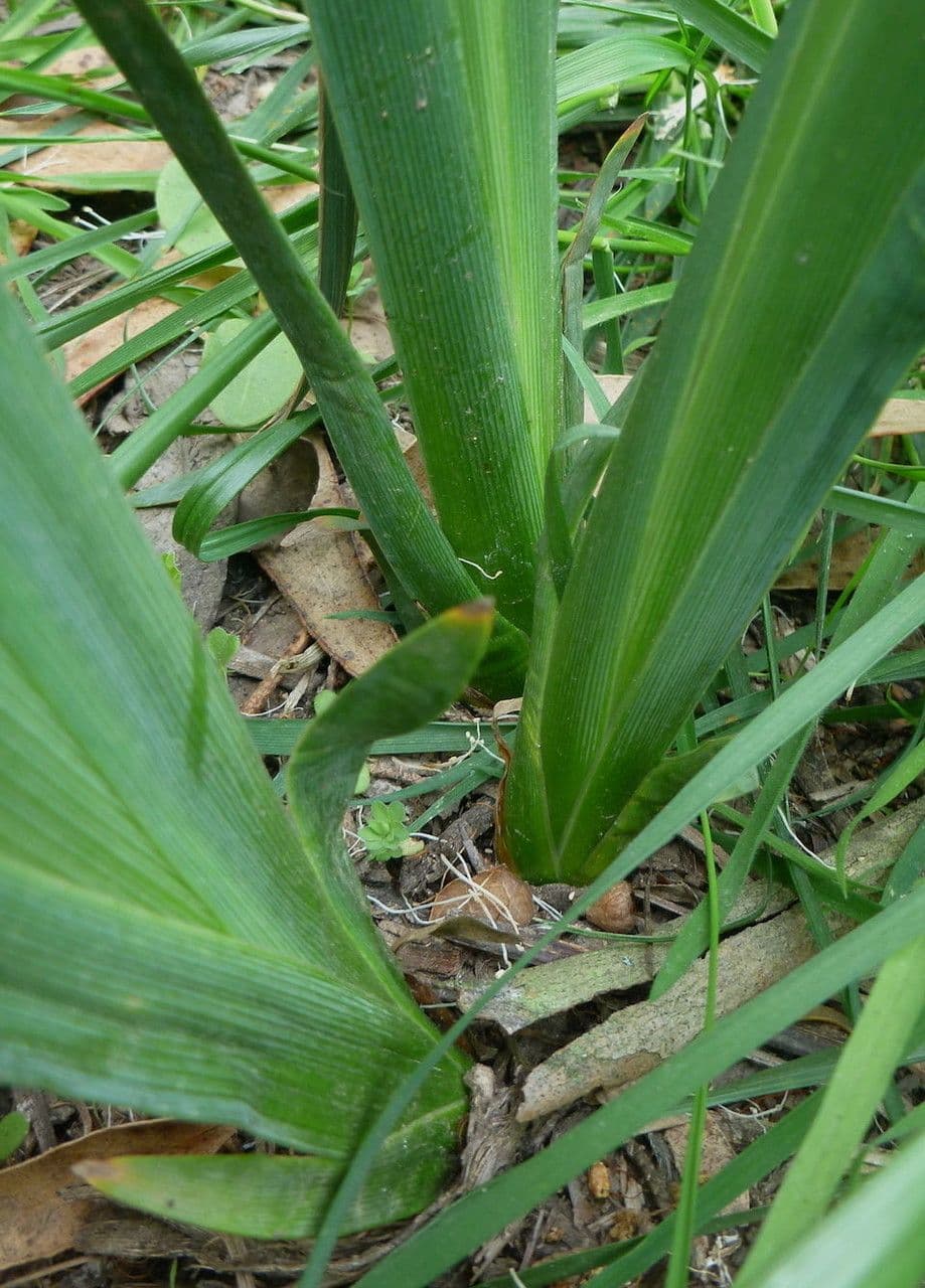 Iris di Douglas 17