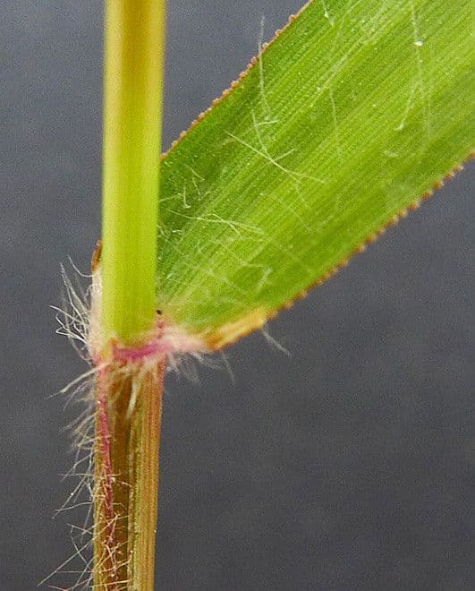 Fienarola minore 22