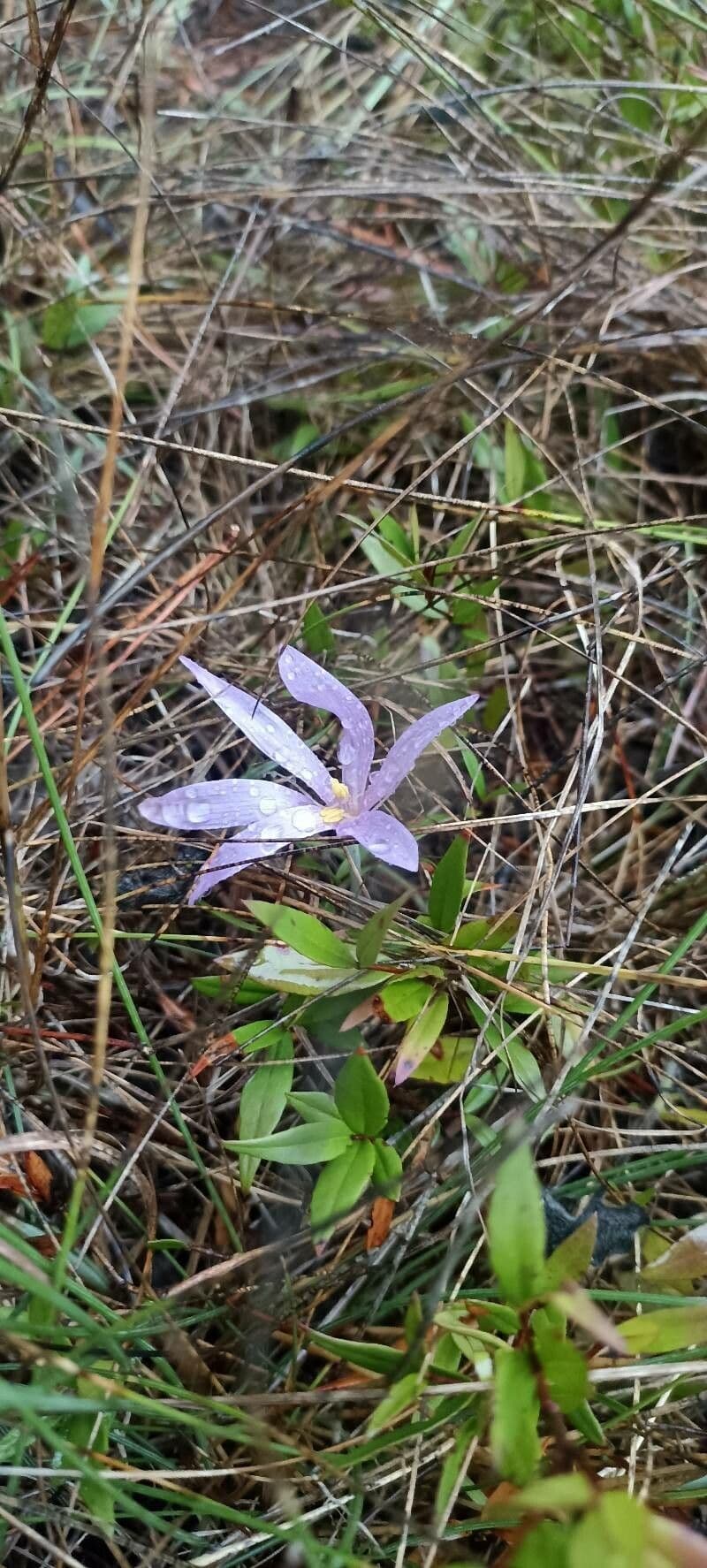 Romulea 7