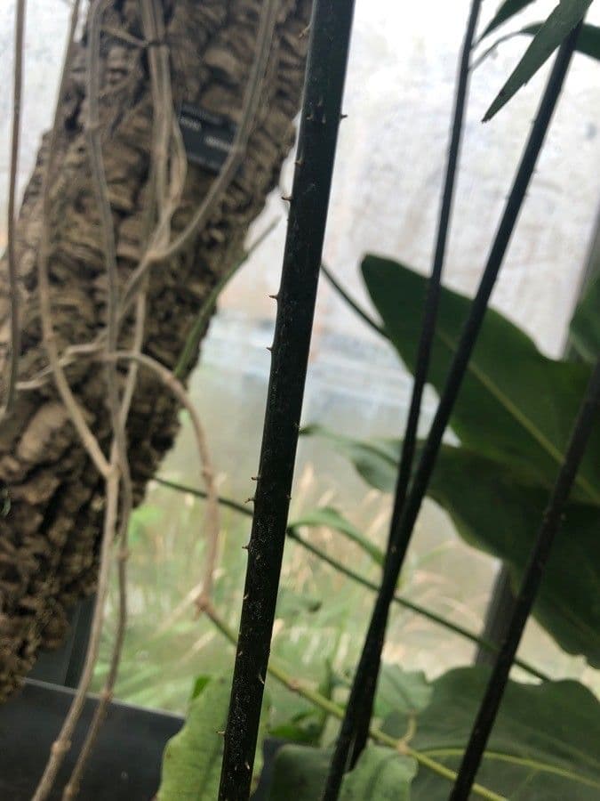 Zamia 4