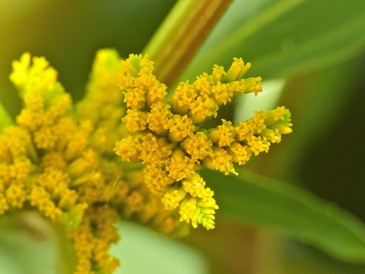 Flaveria bidentata 3