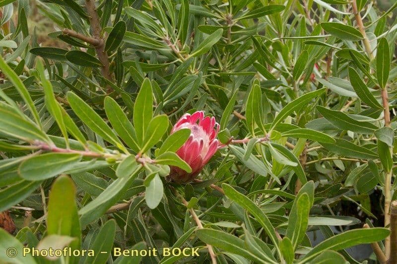 Protea carciofoide 25