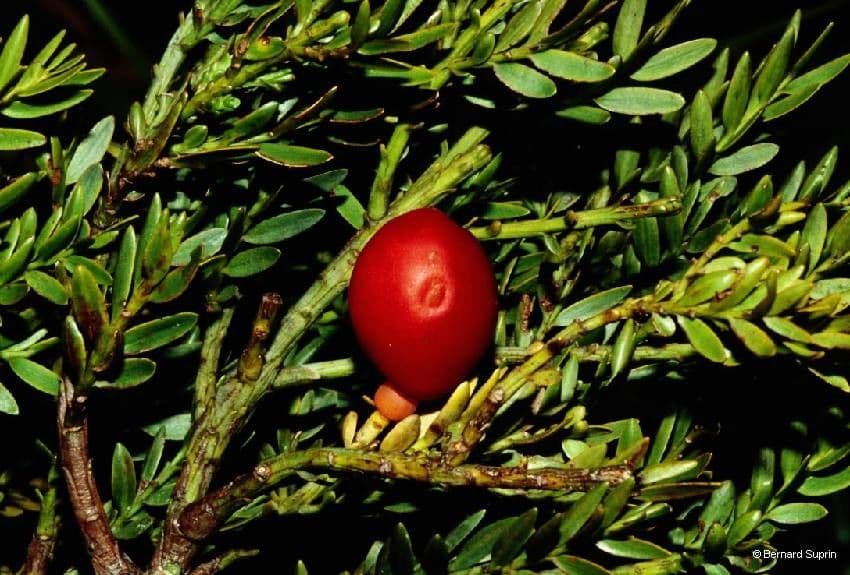 Retrophyllum 4