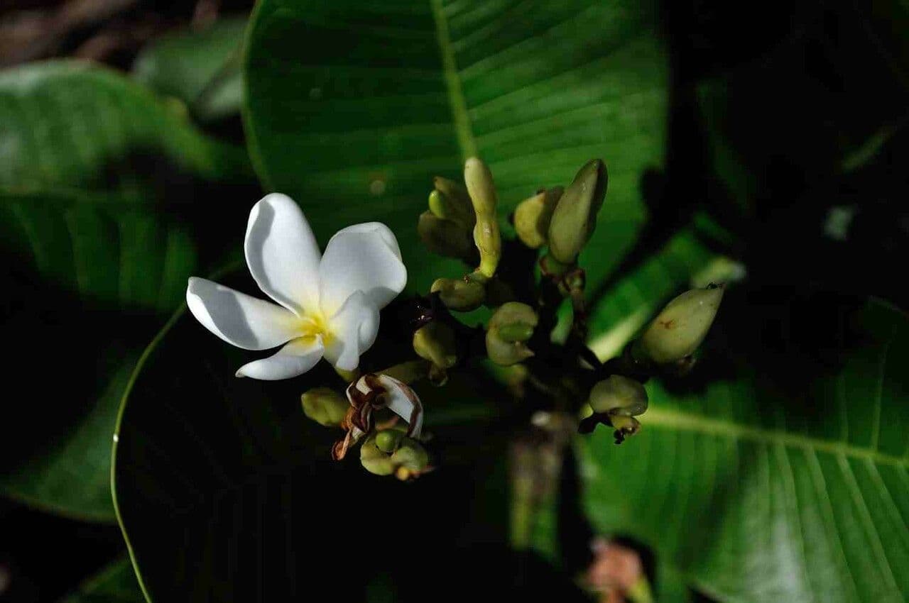 Himatanthus 5