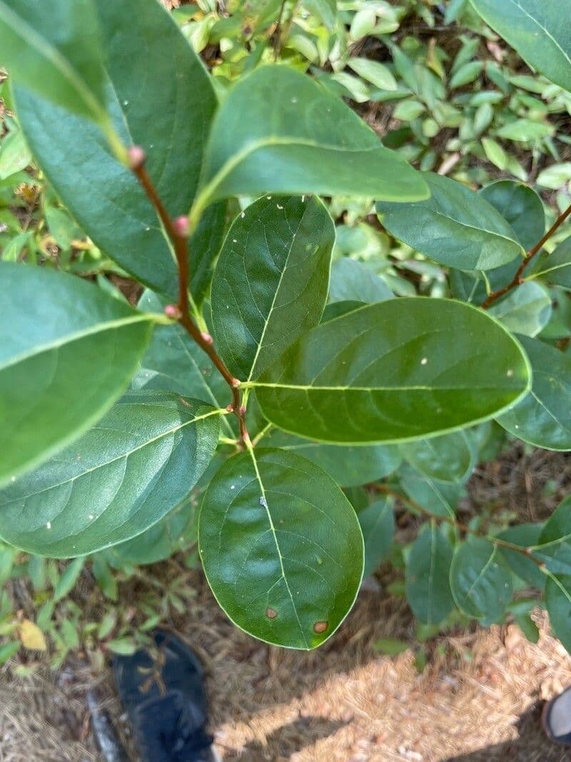 Staggerbush 4