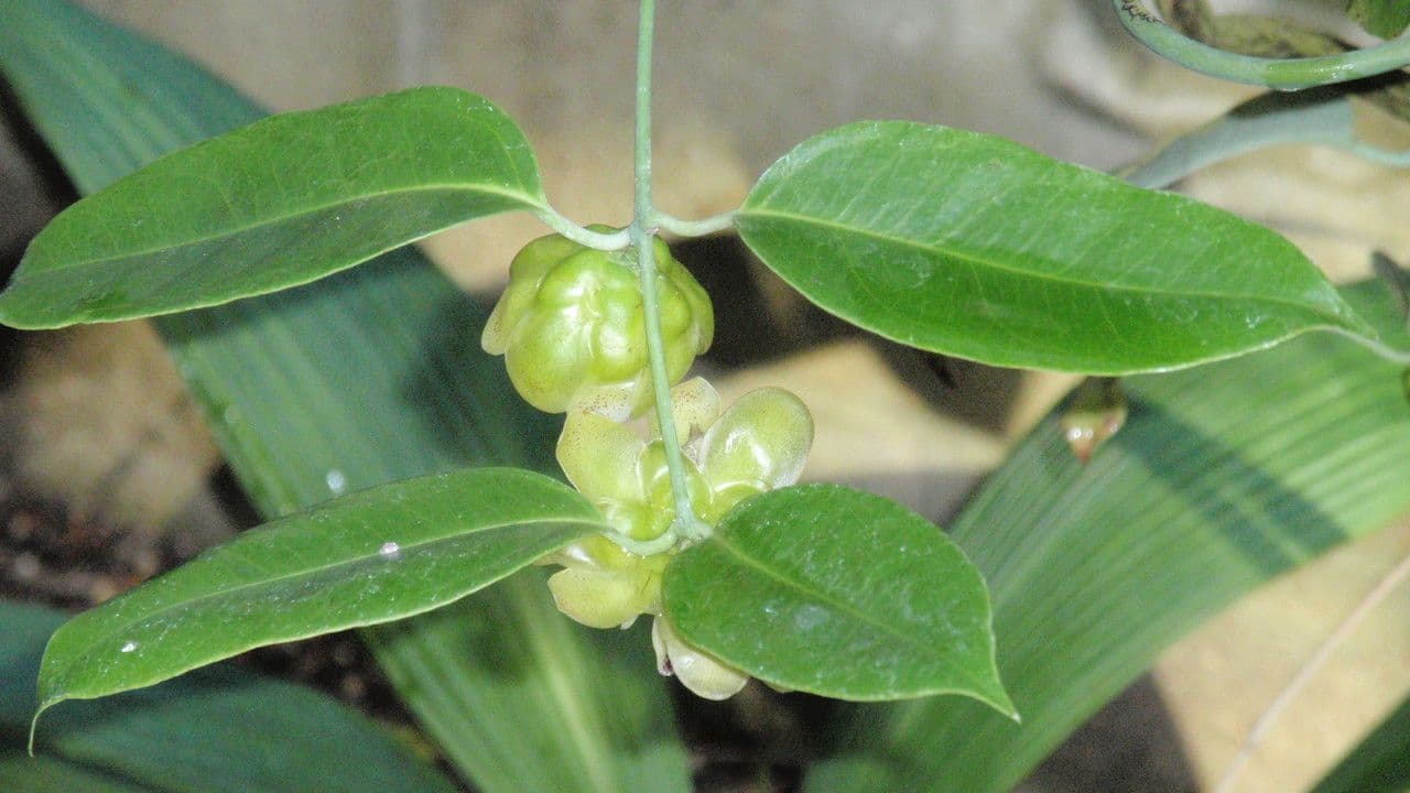 Austrobaileya 6