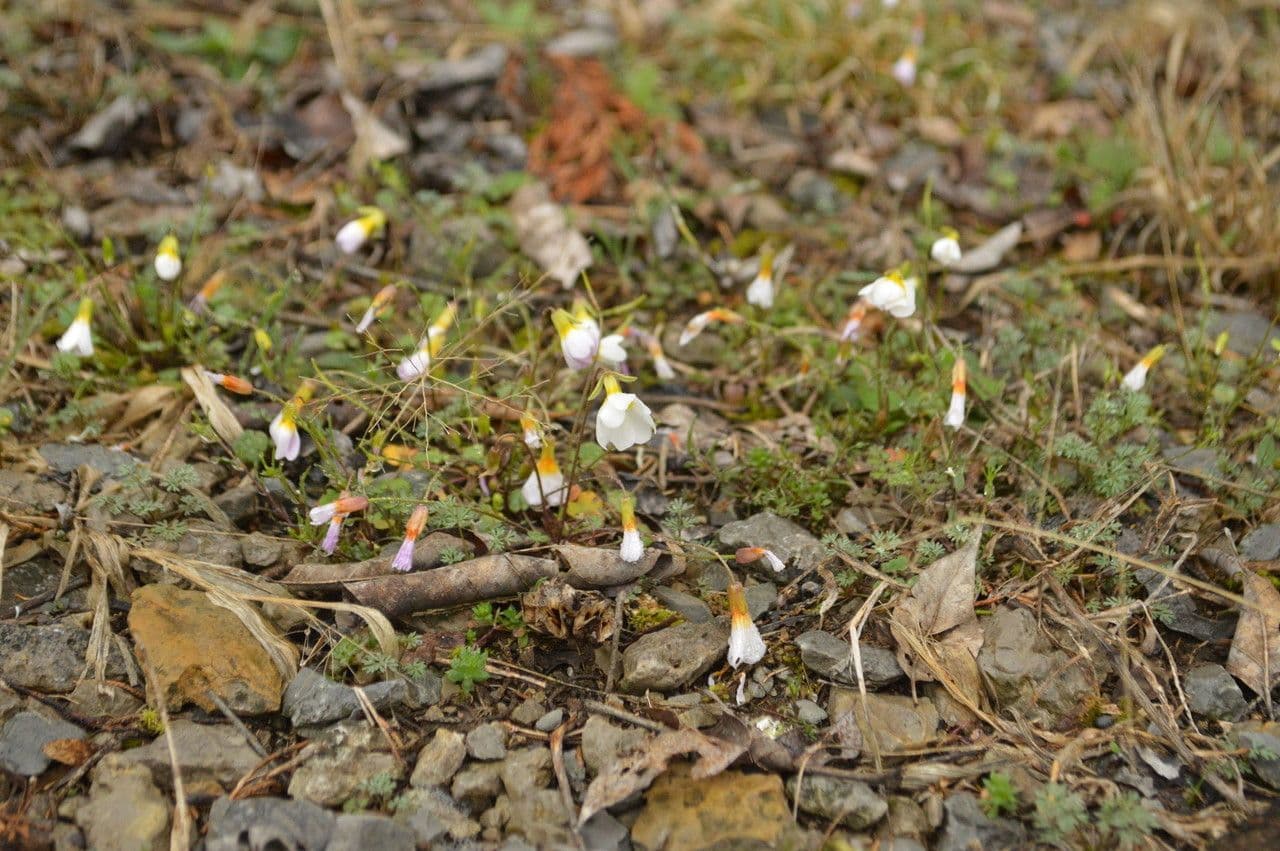Styloide Glockenblume 11