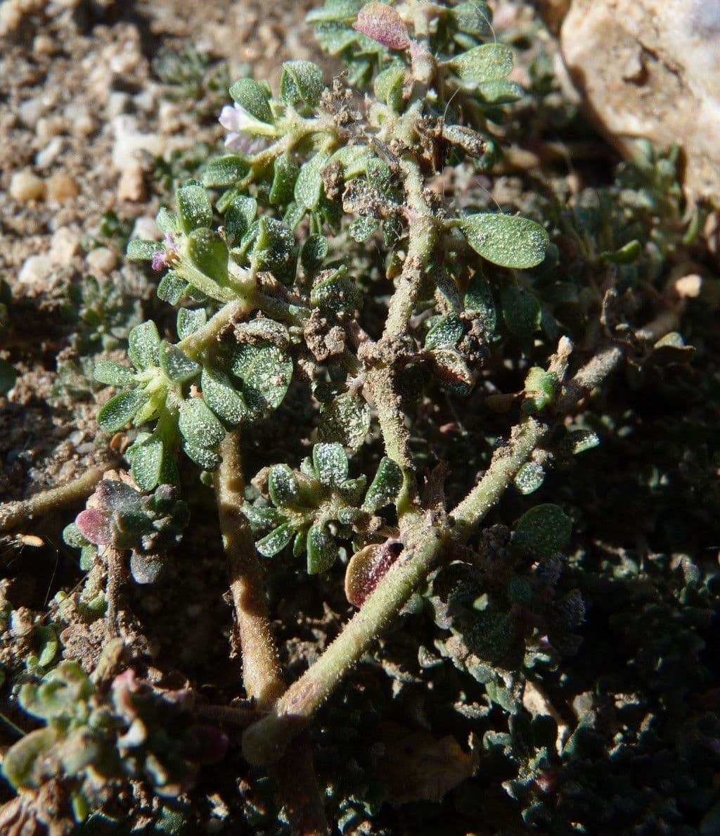Pulver-Sandheide 10