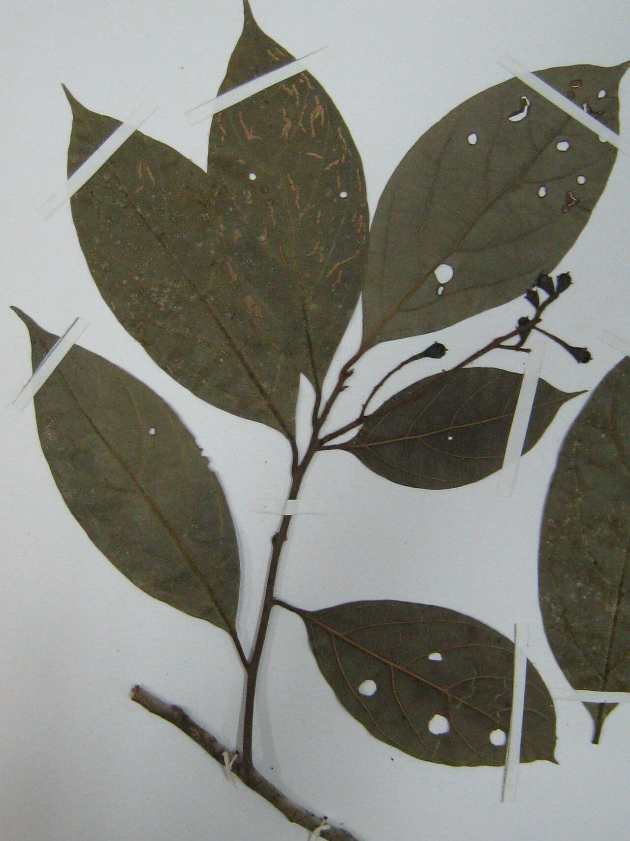 Ocotea 2