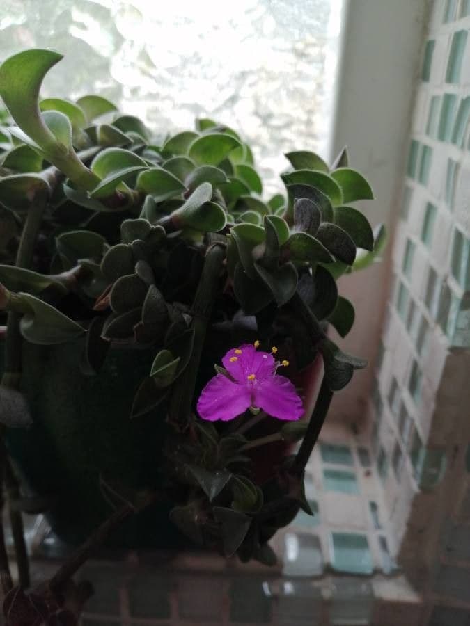 Callisia