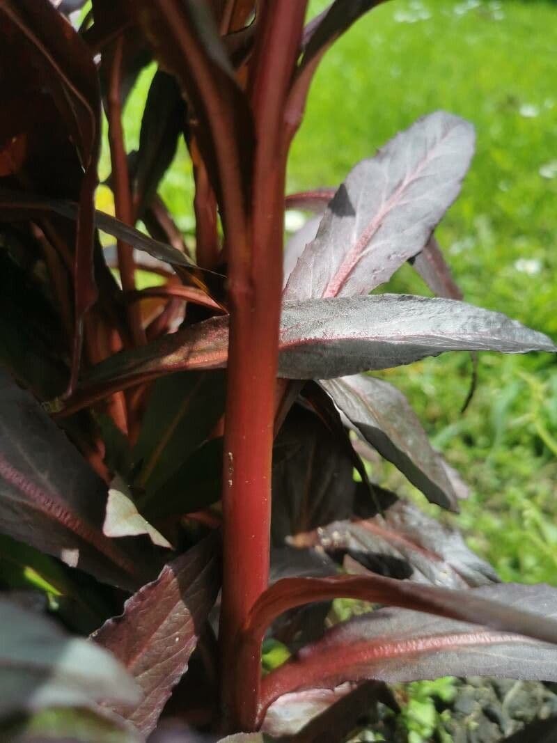 Alternanthera sessilis 20