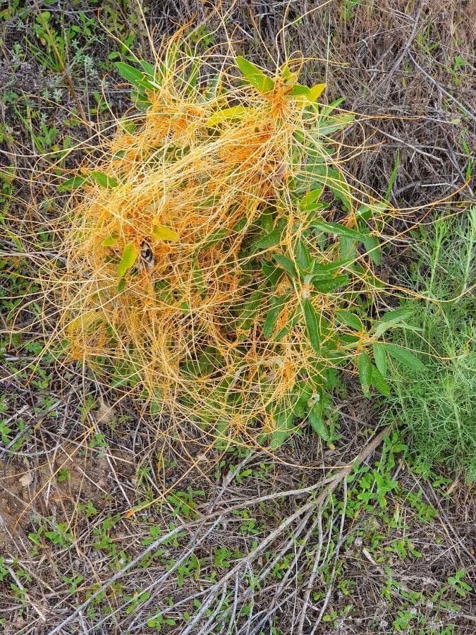 Cuscuta 12
