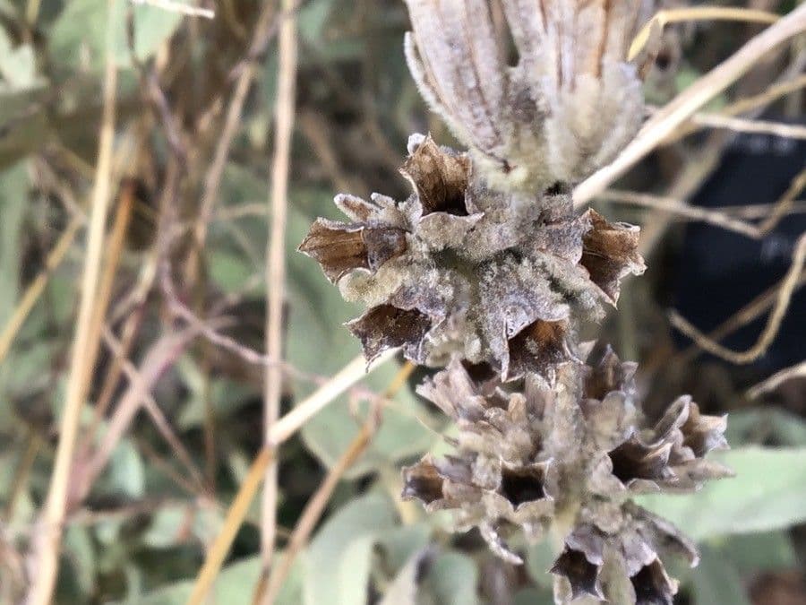 Phlomis lanata 2