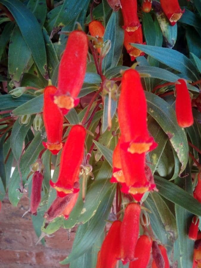 Seemannia 5