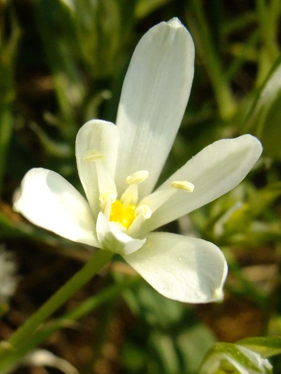 Ornithogalum gussonei 3