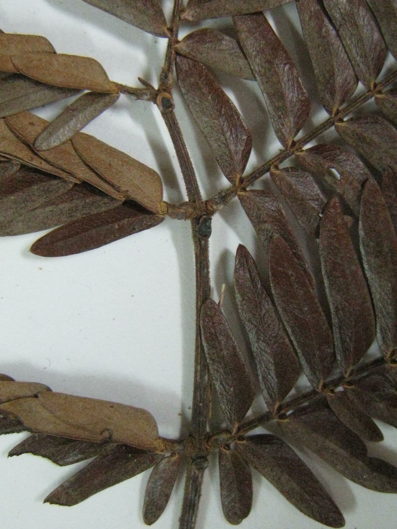 Macrosamanea puberulenta 4