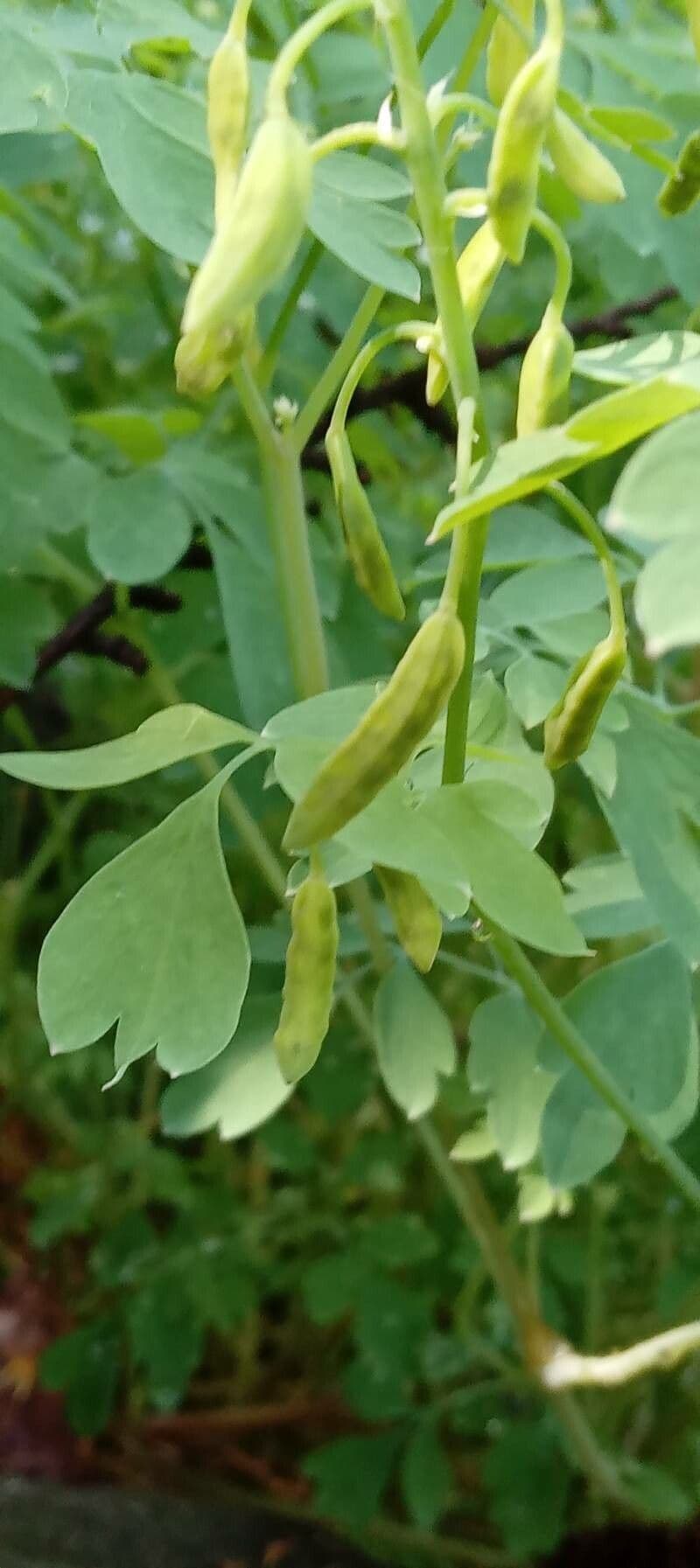Colombina gialla 3