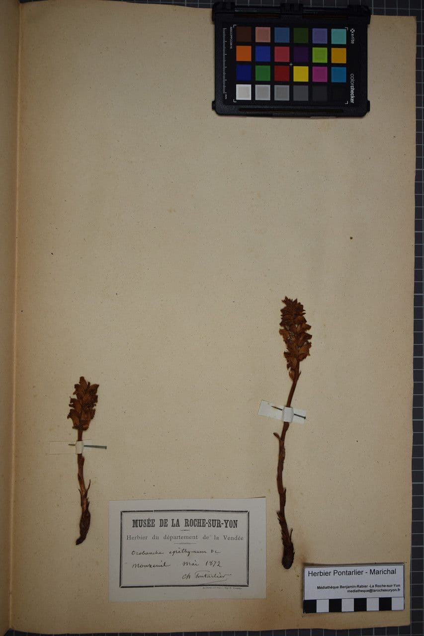 Orobanche alba 24