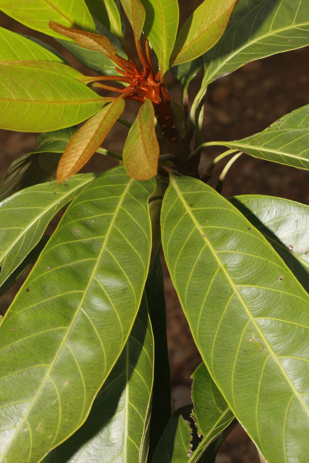 Chrysophyllum 15