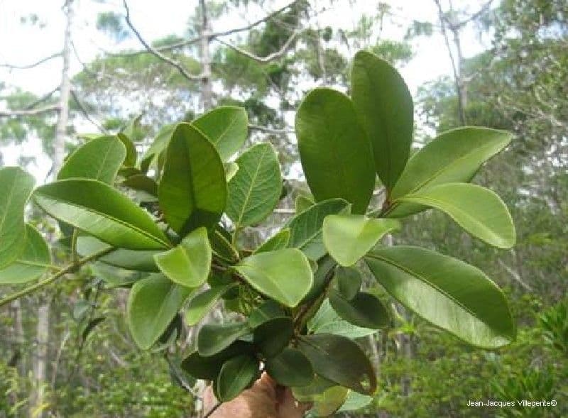 Eugenia 6
