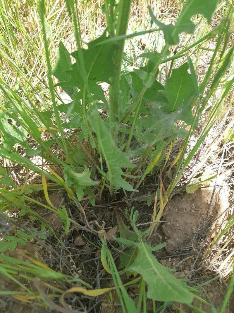 Radicchiella vescicosa 26