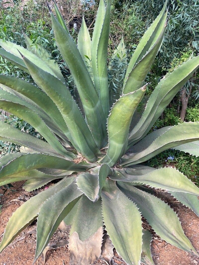 Agave pulquera 5