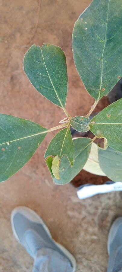 Terminalia 8