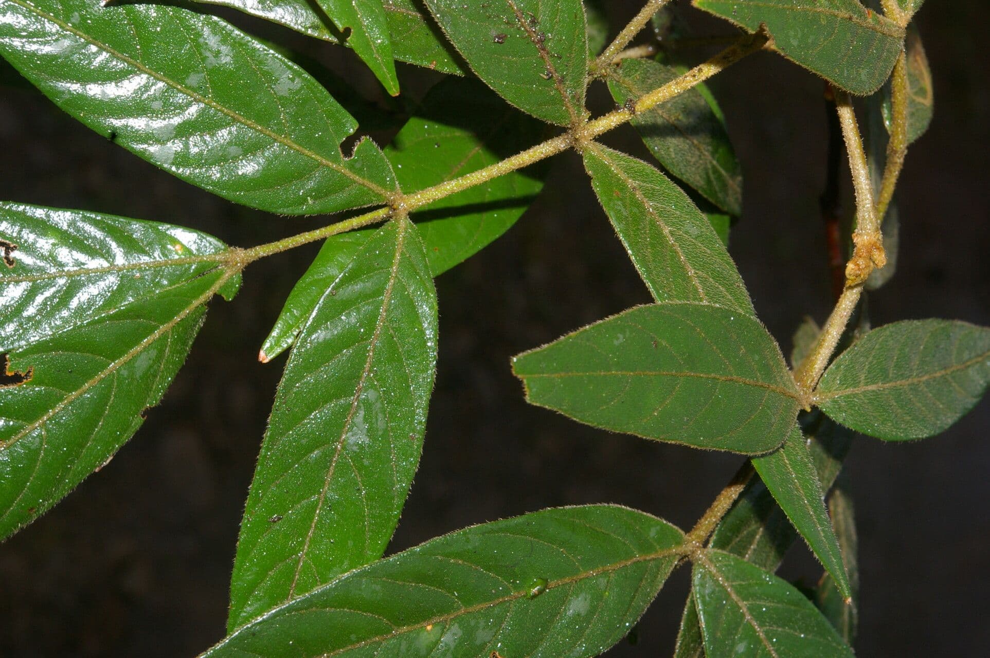 Inga 4