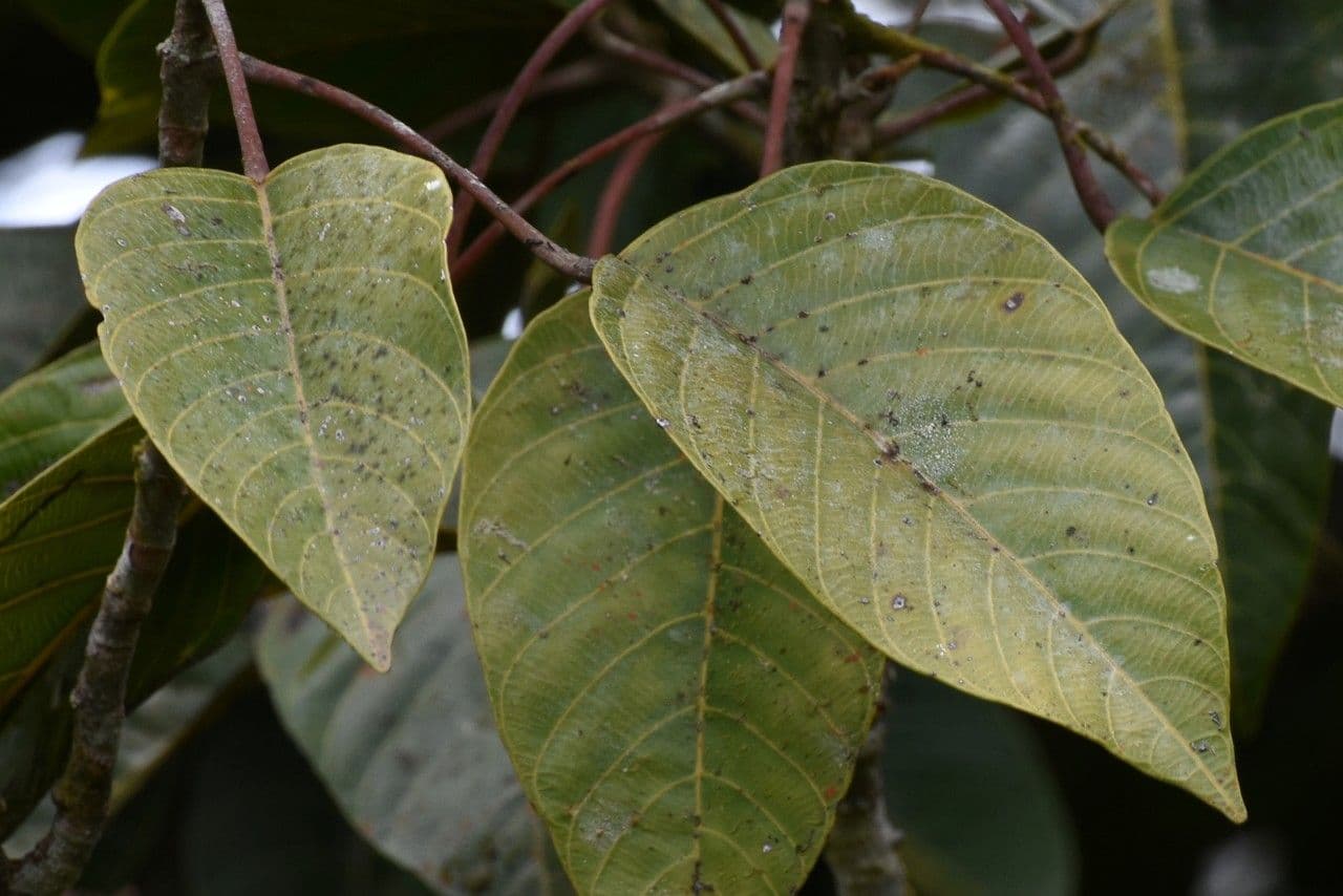 Hancea intera 6