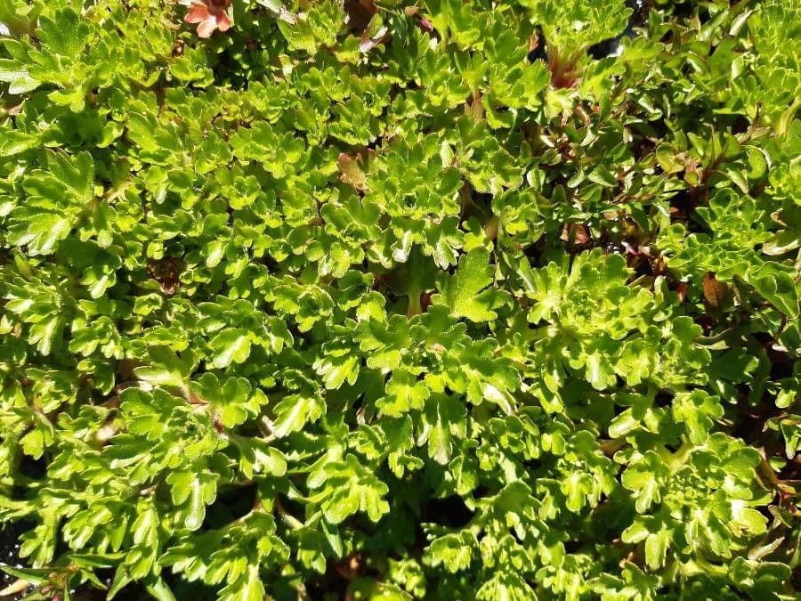 Saxifraga 17